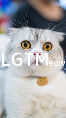 lgtm-cat-image