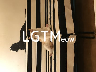 lgtm-cat-image