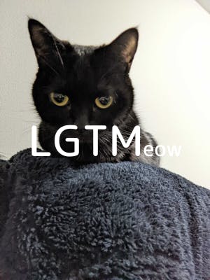 lgtm-cat-image